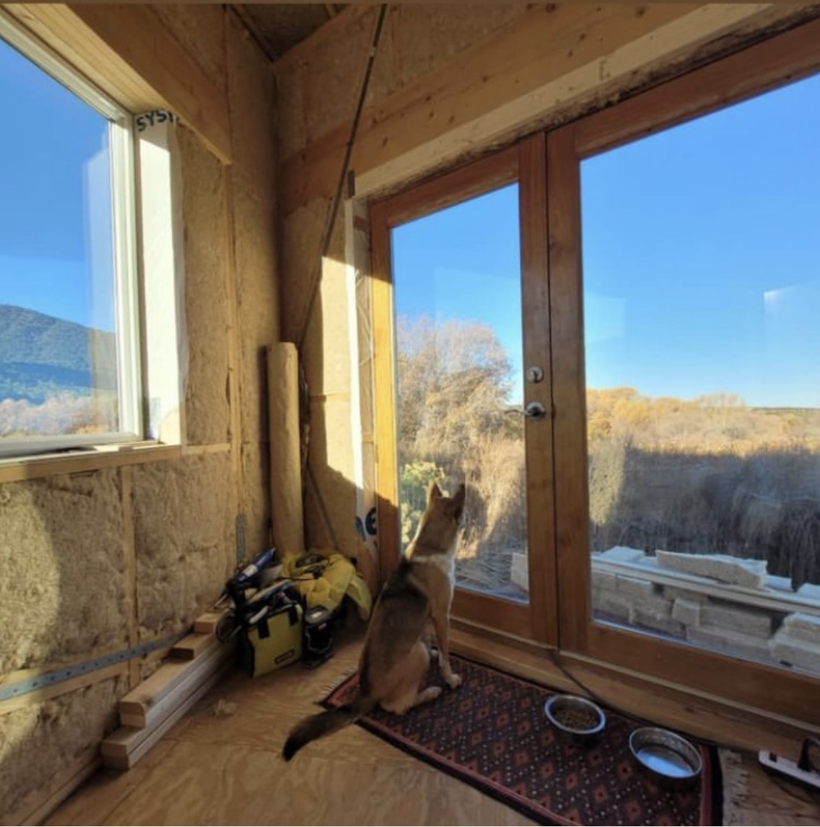 DIY home shed project utilizes hempwool insulation that is shown exposed in the walls and a dog looking out a window